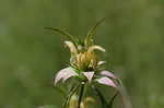 Spotted beebalm